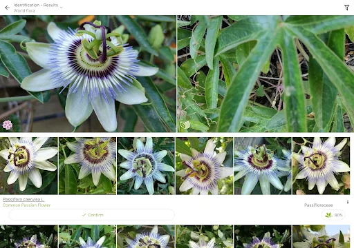 PlantNet Plant Identification डाउनलोड करें – पौधों की सटीक पहचान - Screenshot 10